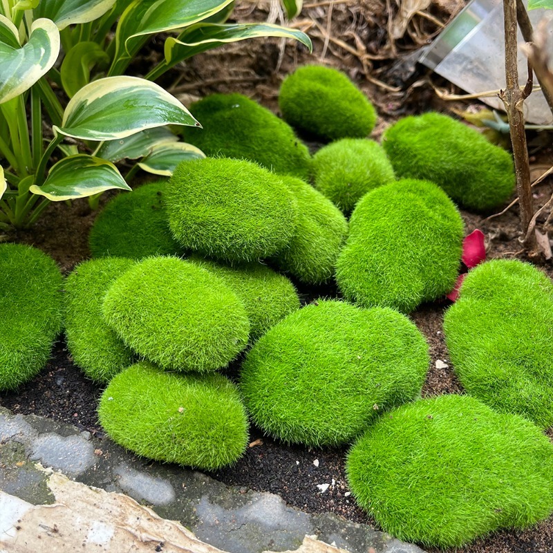 5/30 piezas de musgo artificia - Preserved Moss Sheet reseña y precio