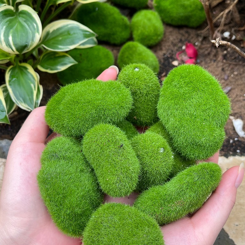 5/30 piezas de musgo artificia - Preserved Moss Sheet reseña y precio