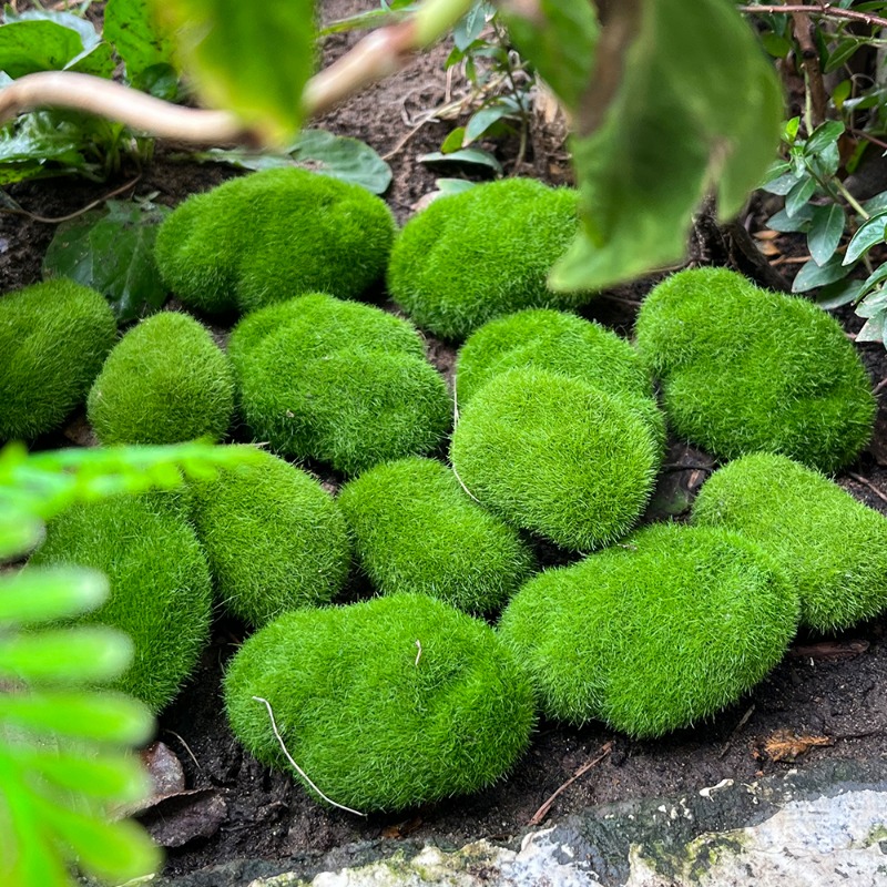 100/5 Piezas de Rocas de Musgo - Preserved Moss Sheet reseña y precio