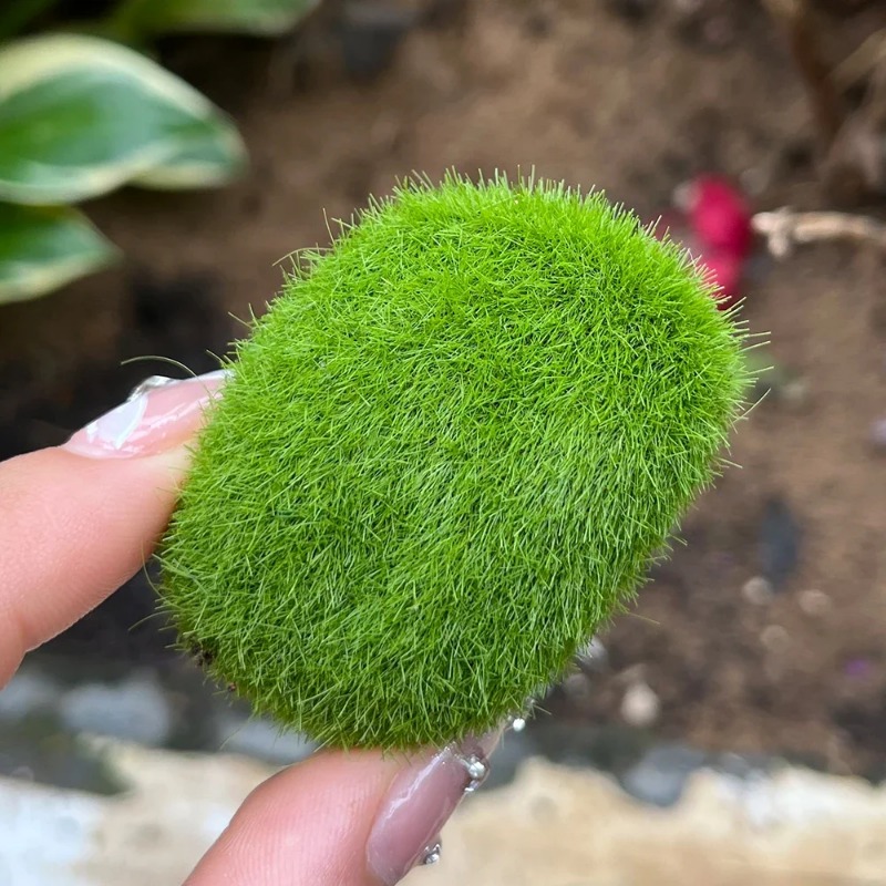 100/5 Piezas de Rocas de Musgo - Preserved Moss Sheet reseña y precio