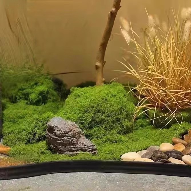 Musgo Eterno de 200g para Manu - Preserved Moss Sheet reseña y precio